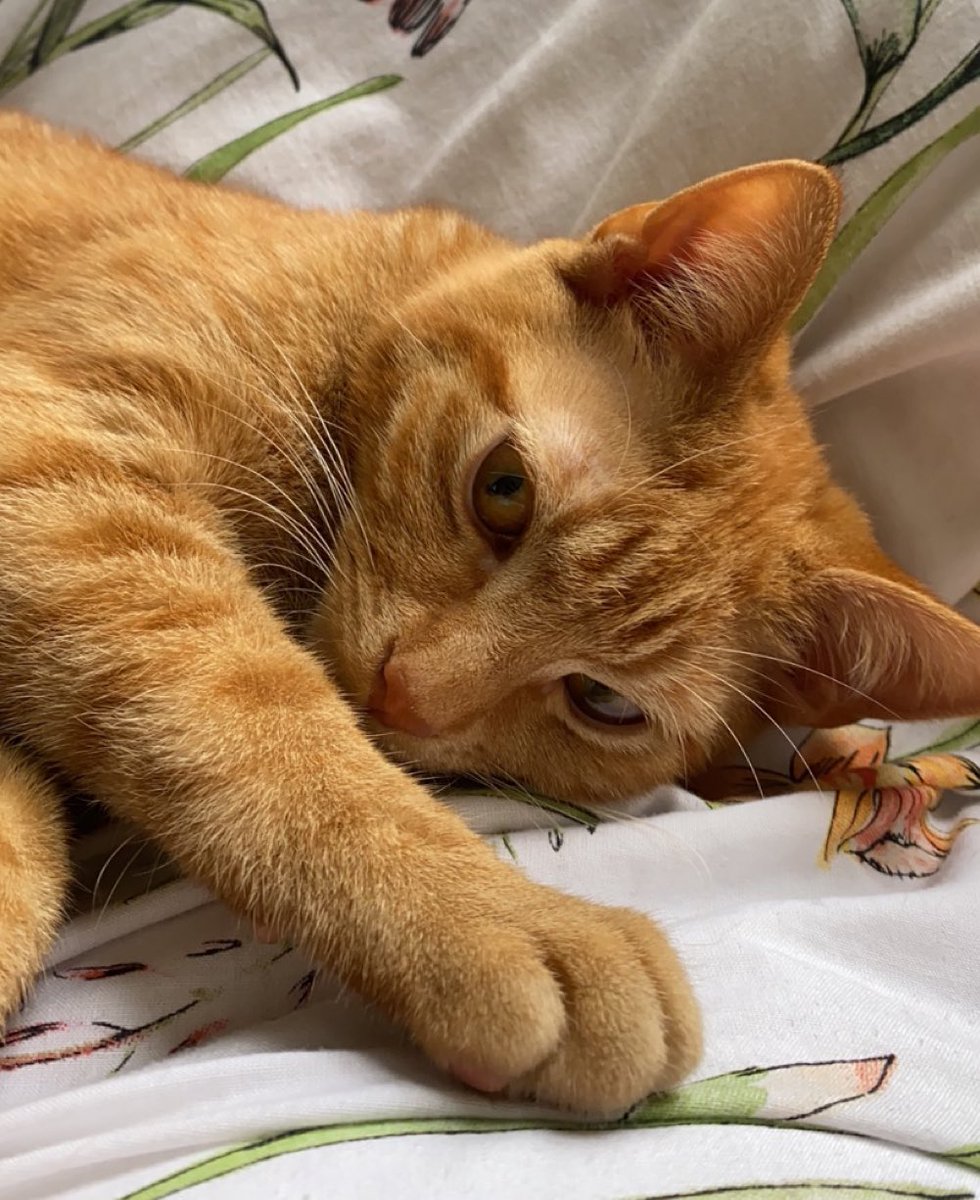 kitty goodman tweet media