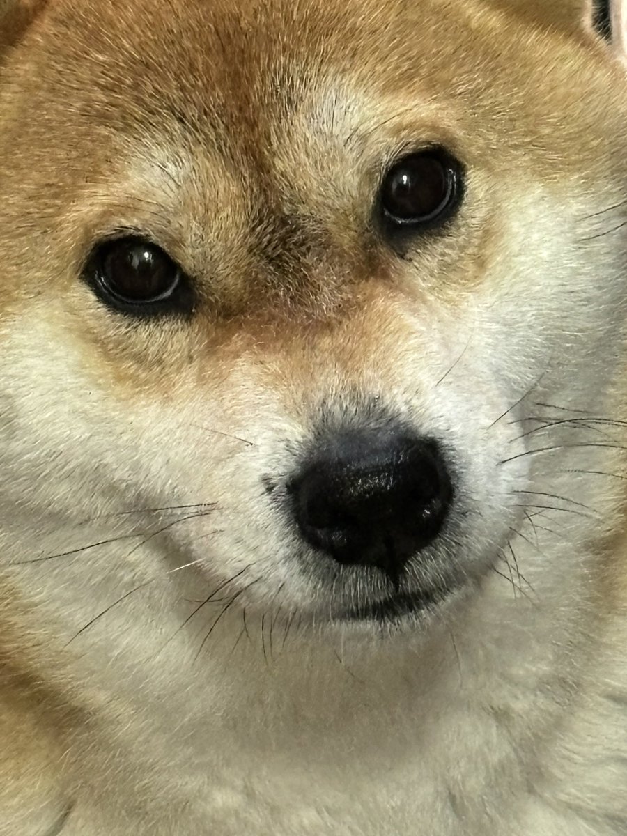 生まれつき虚弱体質で体の小さなカナちん...
今日の朝も、鶏雑炊大盛りとゆで卵1個しか喉を通りませんでした...
目の力も無くなってしまいました...

それでも彼女は小さな命を燃やしていマス