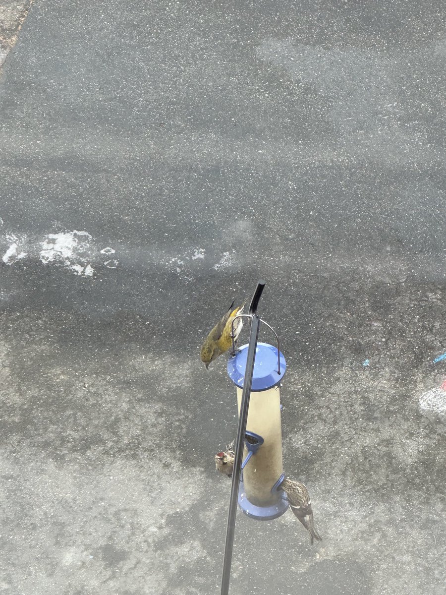 JohnBoyleIII's tweet photo. Exciting visitors at the feeder today- red crossbills! https://t.co/SQXc9kmLTV