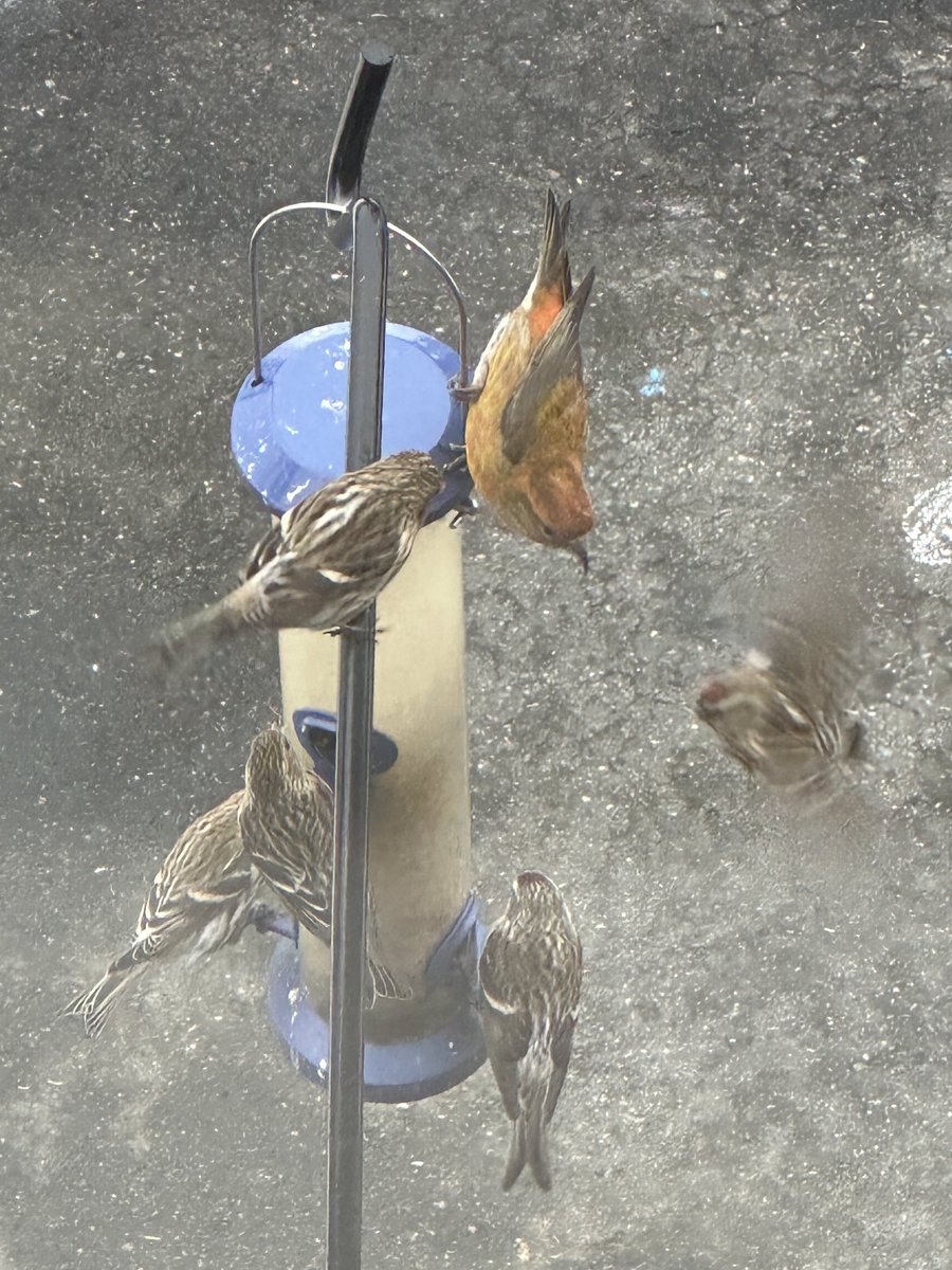 JohnBoyleIII's tweet photo. Exciting visitors at the feeder today- red crossbills! https://t.co/SQXc9kmLTV
