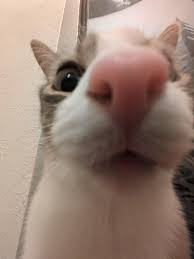 mimimamomomimimimimamomo AAAGAHSGWIDHJQVDEWIUWI tweet media