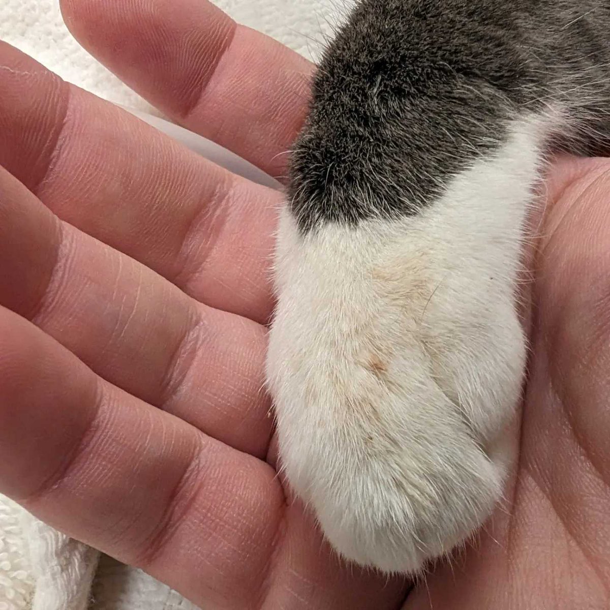 Mike Murphy tweet media