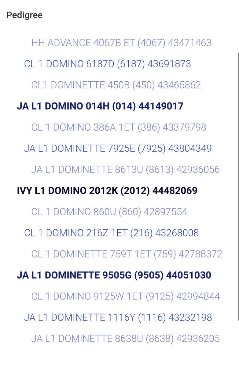 MoYield's tweet image. 2012K Herd Bull caliber is available. I used him as a yearling, he will sire one heck of a set of females. Long, deep sided, and out of the top female I own. He is available for purchase!