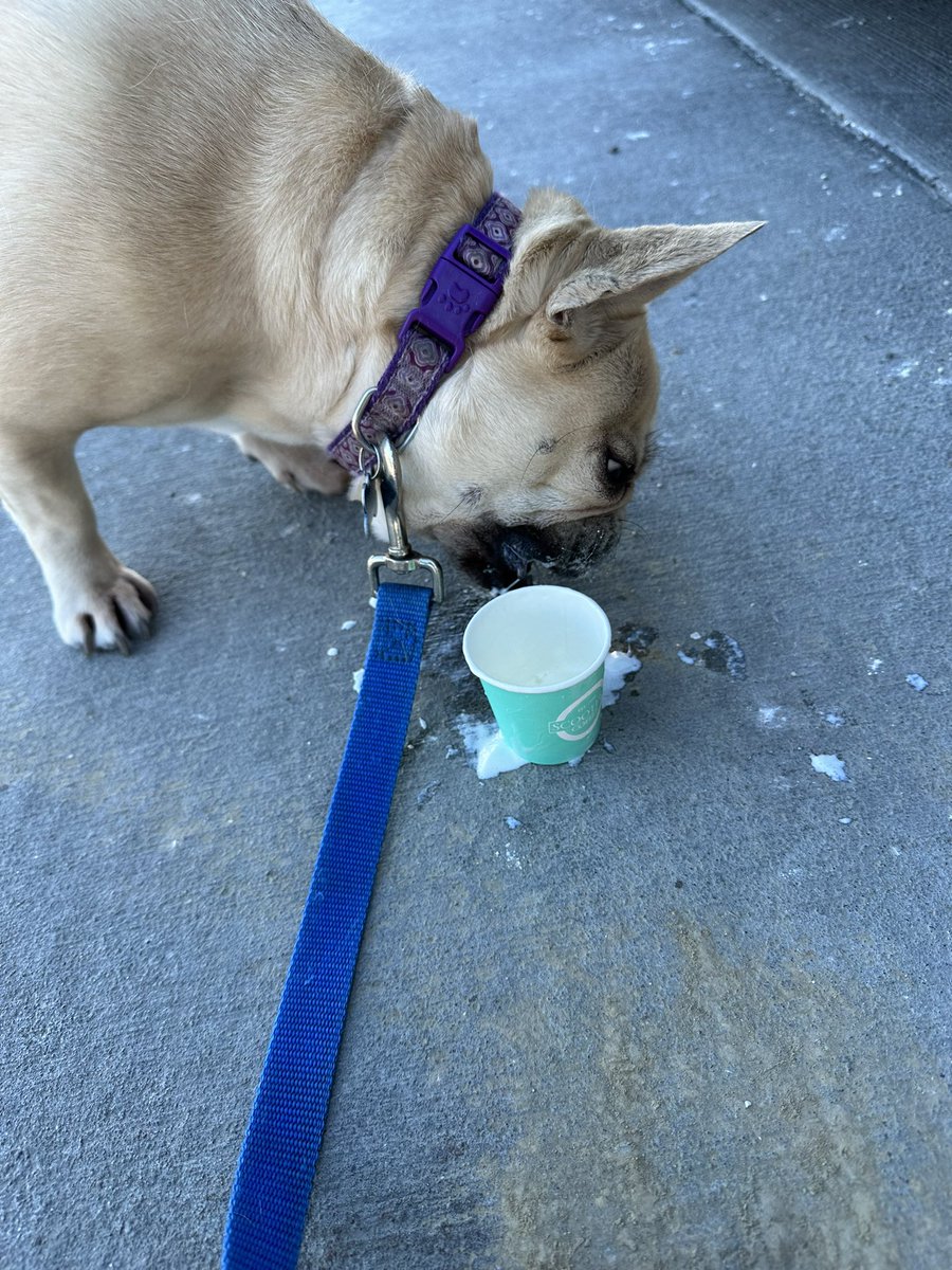 FBPearl's tweet photo. Thanks @scooterscoffee . Glad I took the car and got a Pup Cup! It was a 10 out of 10. Definitely would eat again. https://t.co/YJLwYvx0ME