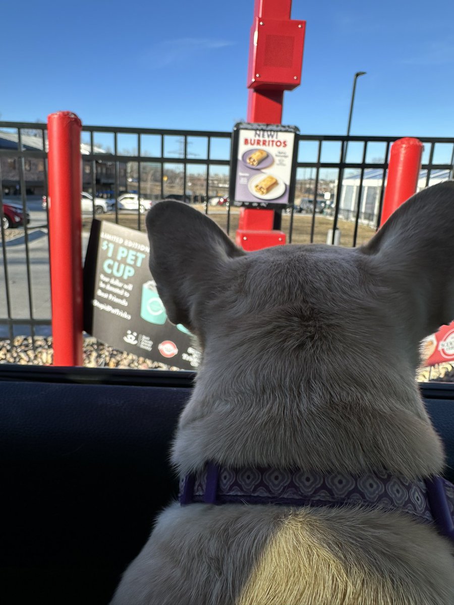 FBPearl's tweet photo. Thanks @scooterscoffee . Glad I took the car and got a Pup Cup! It was a 10 out of 10. Definitely would eat again. https://t.co/YJLwYvx0ME