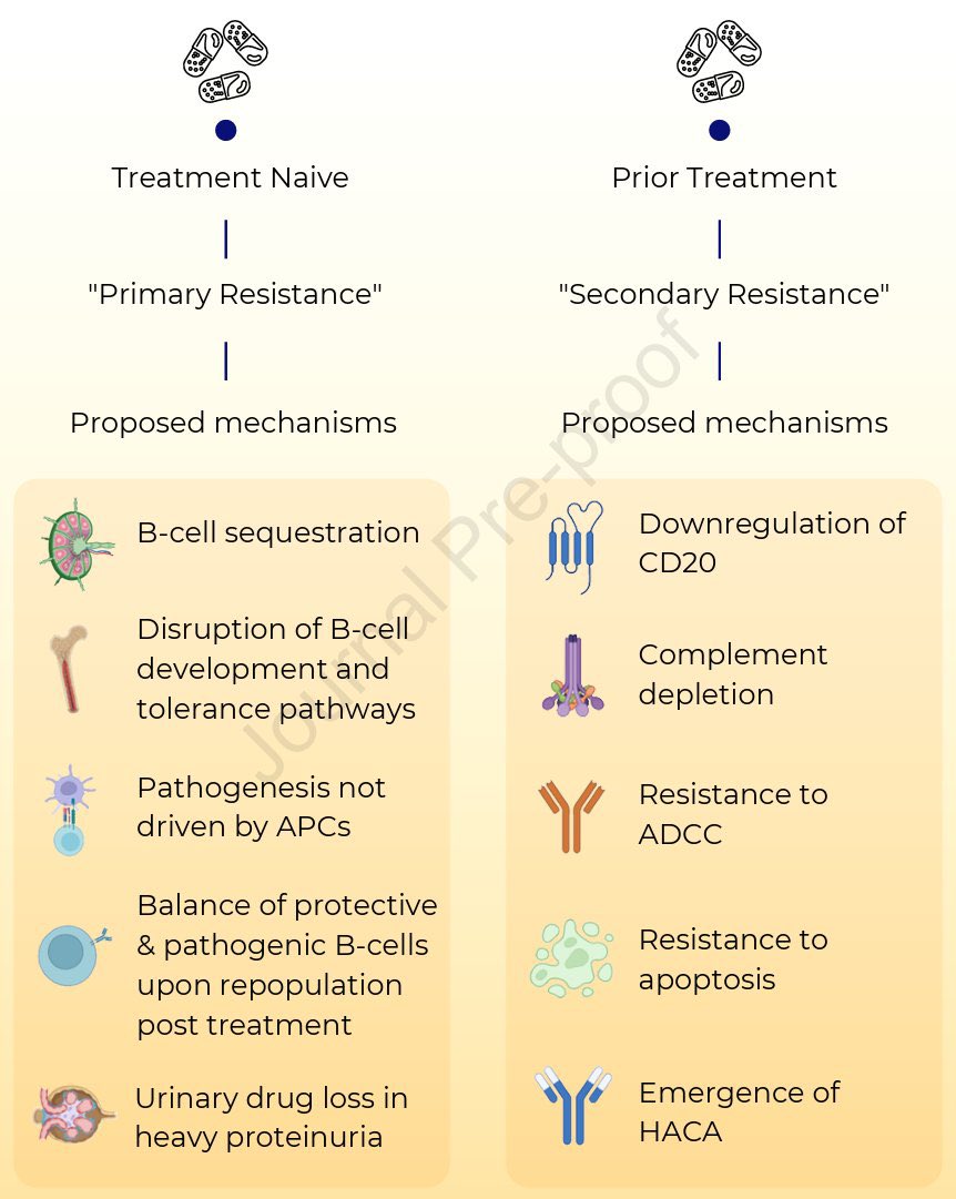 edgarvlermamd's tweet photo. Rituximab Resistance in Glomerular Diseases: A @GlomCon Mini-Review ca. 2024 from @KidneyMed @TaniaSalehi @AlJurdi @NWiegley @nikkonephro #Nephpearls

📌 Mechanisms of rituximab resistance
📌 Clinical approach to diagnosis and management of rituximab resistance

👉🏼 https://t.co/6j53u5NWIb