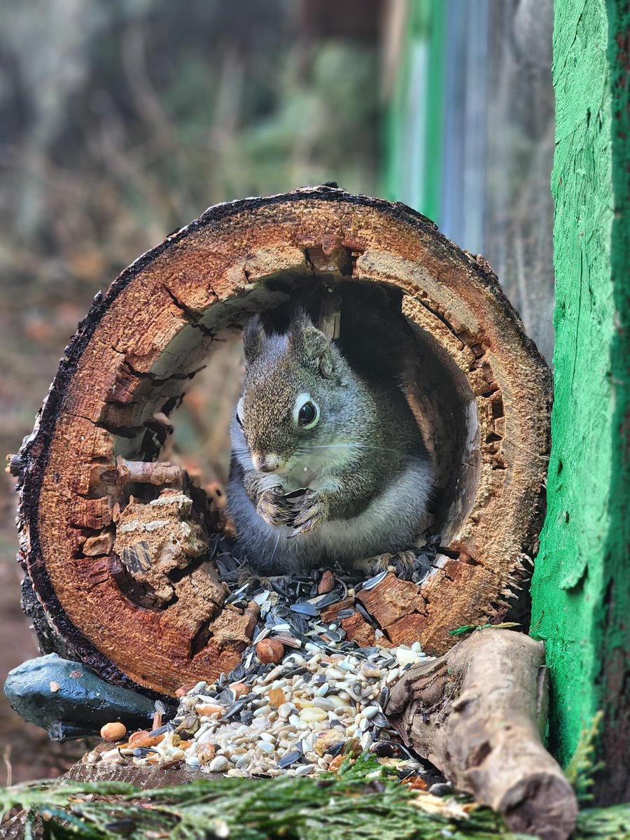 StormyBrook2's tweet photo. 📸🤎💚🐿
#squirrels #nature https://t.co/s1R9zvfNKC