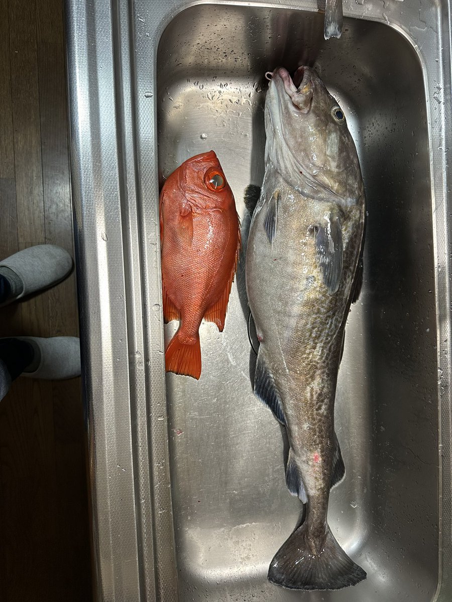 V86Yt's tweet photo. 昨日は久々の釣行🎣

40ぐらいのチカメが小さく見える‼️ https://t.co/jt39FrHApS