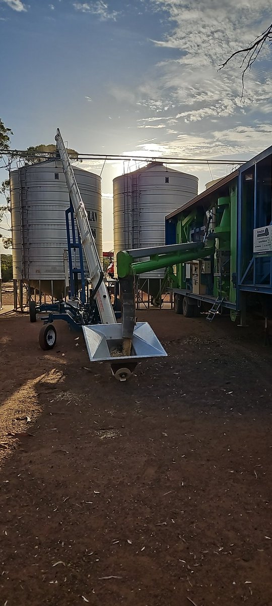 31° at 7 am predicted 47° for my location today.🥵🥵🥵🥵 Seedcleaning is the easiest job in the world... apparently. And I am cleaning Oats. #livingthedream #heatwave