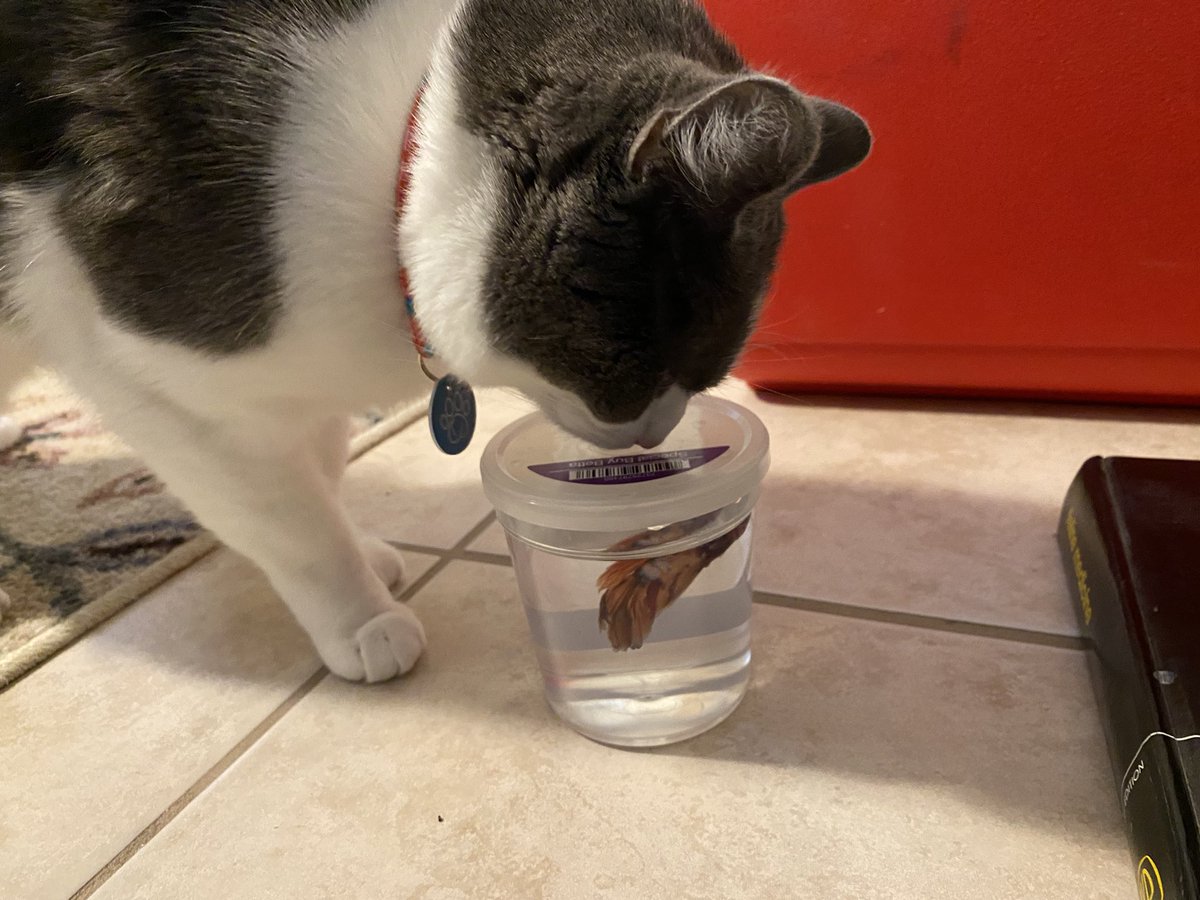 Gus, Echo, & 🌈Tycho (kats2kitties on ig) tweet media