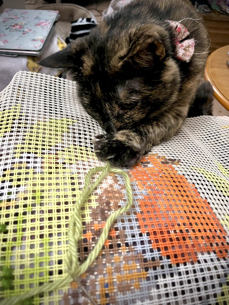 NatCBrooks's tweet photo. New project (another!😆) on the go…..plus a little fluffy helper! 🐾🐈‍⬛🤎 Smartie’s very helpful when it comes to tackling any wool tasks!🧶🐦‍⬛🩷🌼✨
#craftynat83 #sewing #littlehelper❤️ #smartie #gremmie #vervaco #wool #loveher🩷💜 #veryhelpful #robin #newproject @vervaco_kits https://t.co/UpYISNuLHR