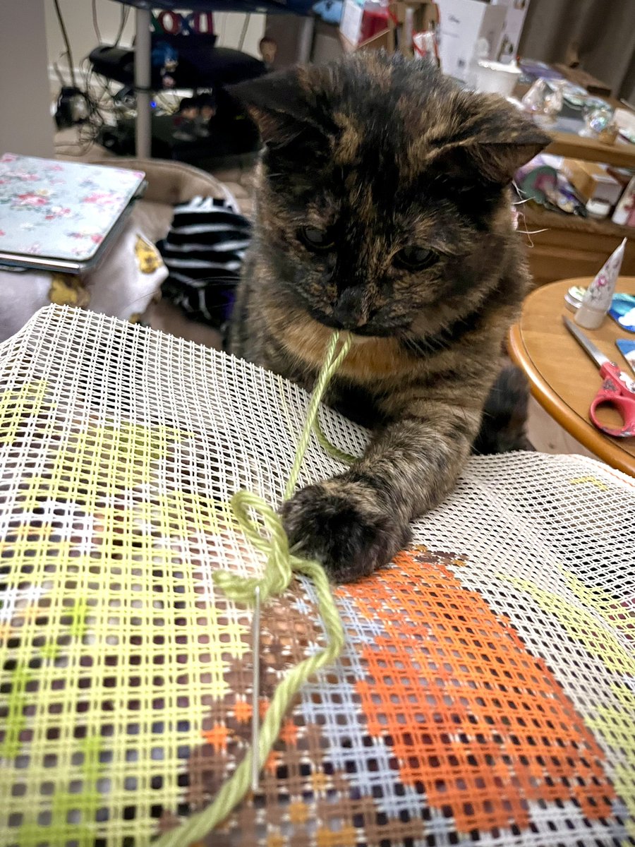 NatCBrooks's tweet photo. New project (another!😆) on the go…..plus a little fluffy helper! 🐾🐈‍⬛🤎 Smartie’s very helpful when it comes to tackling any wool tasks!🧶🐦‍⬛🩷🌼✨
#craftynat83 #sewing #littlehelper❤️ #smartie #gremmie #vervaco #wool #loveher🩷💜 #veryhelpful #robin #newproject @vervaco_kits https://t.co/UpYISNuLHR
