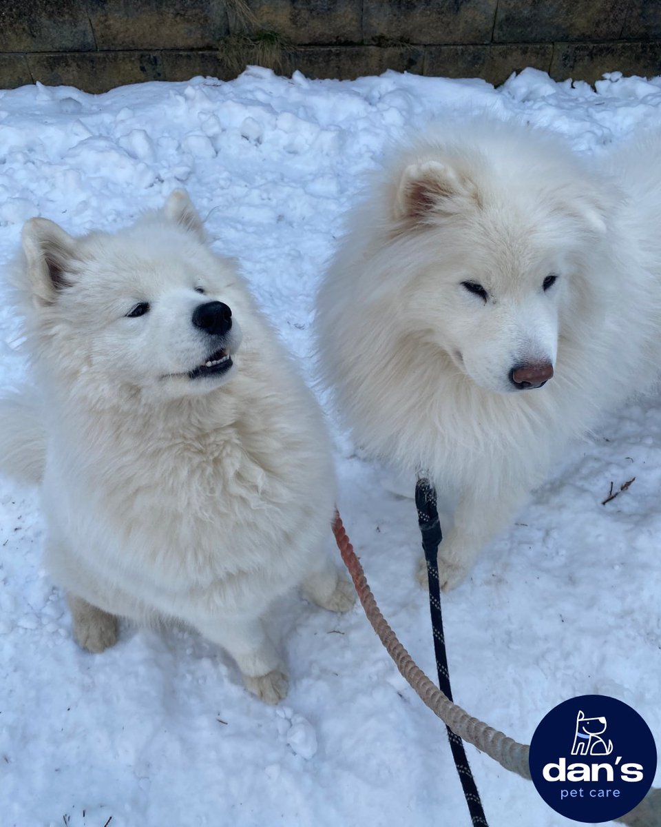 Pina and Colada blending in with the snow on their walk!  🐾 ❄️