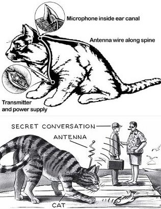 This was a CIA project from the 1960s to spy on Russia. They chose a cat for the job, but they didn’t consider the fact that cats are tough to train. The cat’s job was to eavesdrop on two men in a park outside the Soviet embassy in Washington, D.C. The cat was wired up by a…