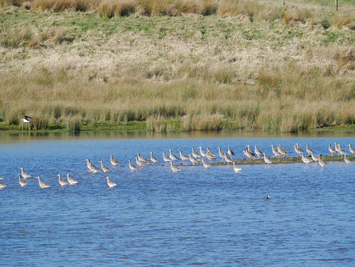 😍 She's back again!!! Ringed as a chick at #Siikalatva  #Finland in 2012 #Curlew CJ6 stages annually in the area & rocks up regularly at me #AlstonWetland patch. A 2nd bird today too which I've not seen before, also likely a 🇫🇮 ringed bird. Awaiting deets. #waders #shorebirds