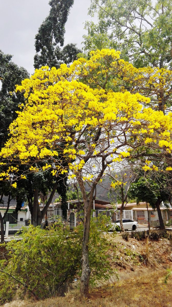sembremosmasvid's tweet photo. Este es el Araguaney Venezolano. Especie: Handroanthus Chrysanthus
Antes Tabebuia Chysanthus.

Bignonia chrysantha Jacq; Tabebuia chrysantha
T. chrysantha subsp. pluvicola T. glomerata Urb.
T. rufescens J. R. Johnst. https://t.co/AKvfj1BpYp