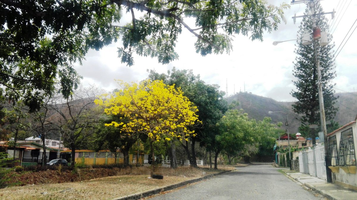 sembremosmasvid's tweet photo. Este es el Araguaney Venezolano. Especie: Handroanthus Chrysanthus
Antes Tabebuia Chysanthus.

Bignonia chrysantha Jacq; Tabebuia chrysantha
T. chrysantha subsp. pluvicola T. glomerata Urb.
T. rufescens J. R. Johnst. https://t.co/AKvfj1BpYp