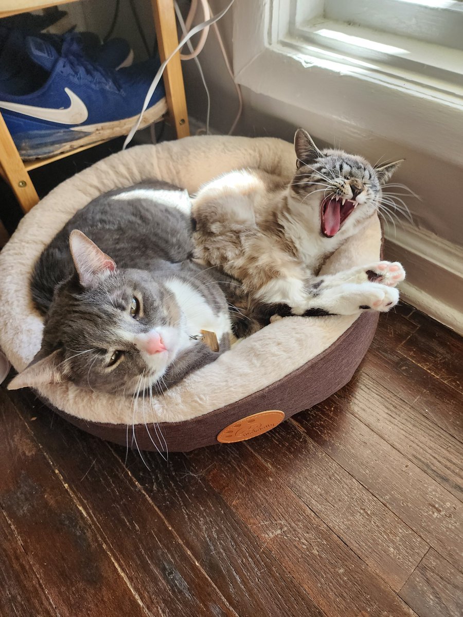 yawns are contagious