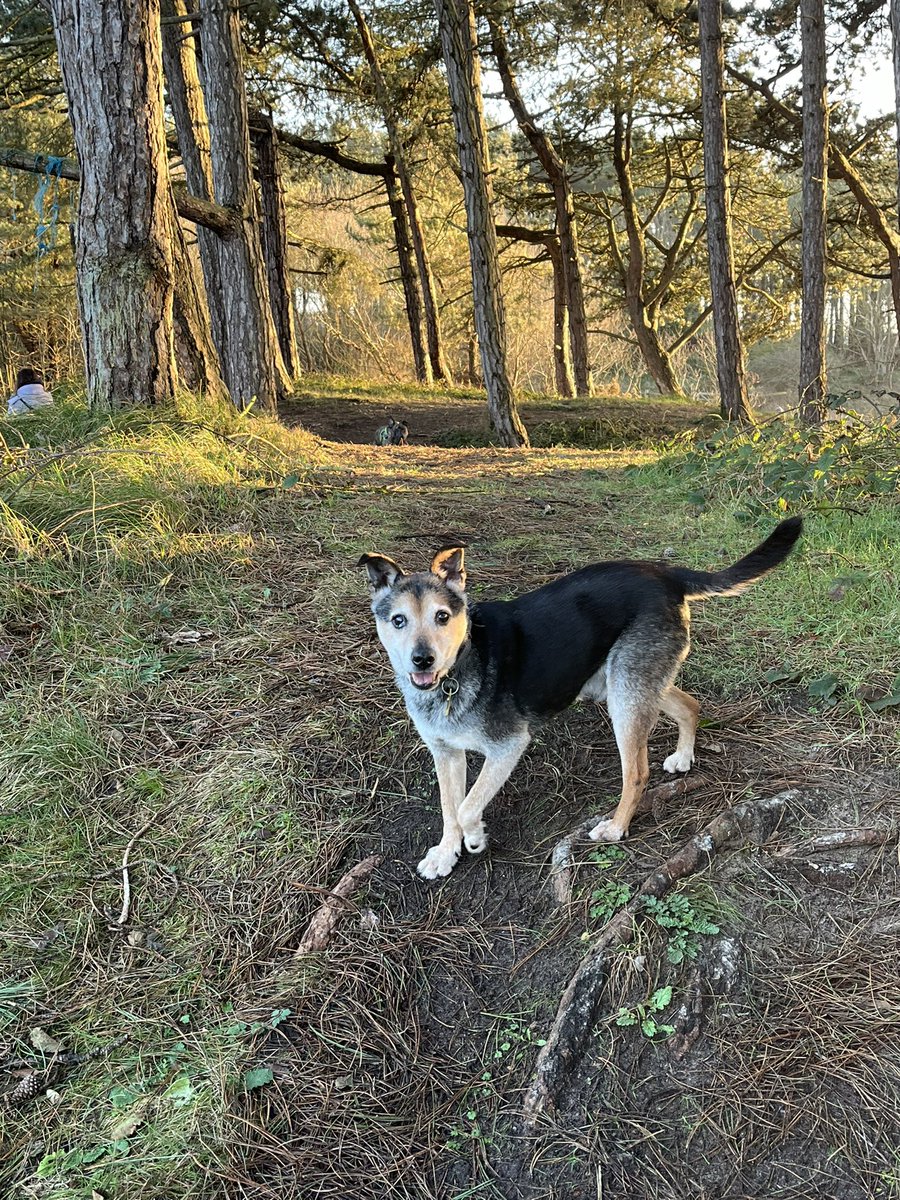 WalkingMunro's tweet photo. Beautiful golden sunset in Pinewoods at Formby tonight.  #Formby #Formbypinewoods #formbybeach #Formbyshore #dogwalk #itsadogslife #sunset #seftoncoast https://t.co/v28HaPjlio
