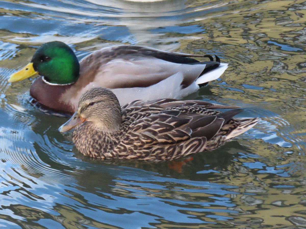 wapple15's tweet photo. From #Reykjavik 🇮🇸 a #DuckReport of epic proportions.
Not to mention the #SwanReport #GooseReport #SeagullReport material that we witnessed this afternoon. 🦆🦆🦆🦆🦆🦆🦆🦆🦆🦆🦆🦆🦆🦆🦆🦆🦆🦆🦆🦆🦆🦆🦆🦆🦆🦆🦆🦆🦆🦆🦆🦆🦆🦆🦆🦆🦆🦆🦆🦆🦆🦆🦆🦆🦆🦆🦆🦆🦆🦆🦆🦆🦆+ https://t.co/GxarIQd2UZ