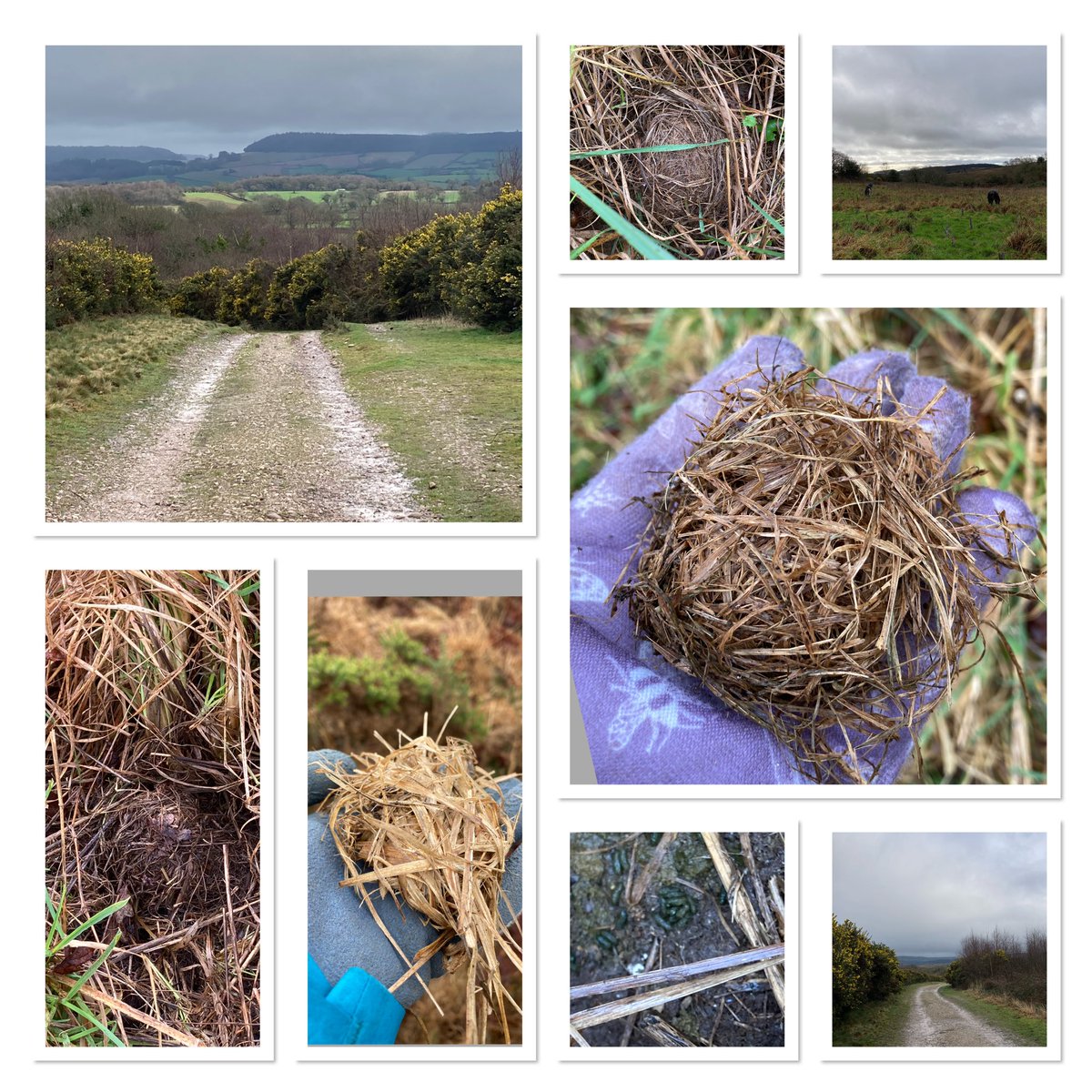 Two exciting records today with the <a href="/PebblebedHeaths/">Pebblebed Heaths</a> : the first nest on West Hawkerland for more than three years, and a new site nearby that hasn’t been checked before also had a nest! Not high numbers, but great to know that harvest nice are there. :)