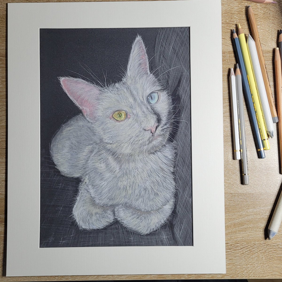 'Bear'
#pastels #catportrait #xart #heterochromia #eyes #takingcommissions