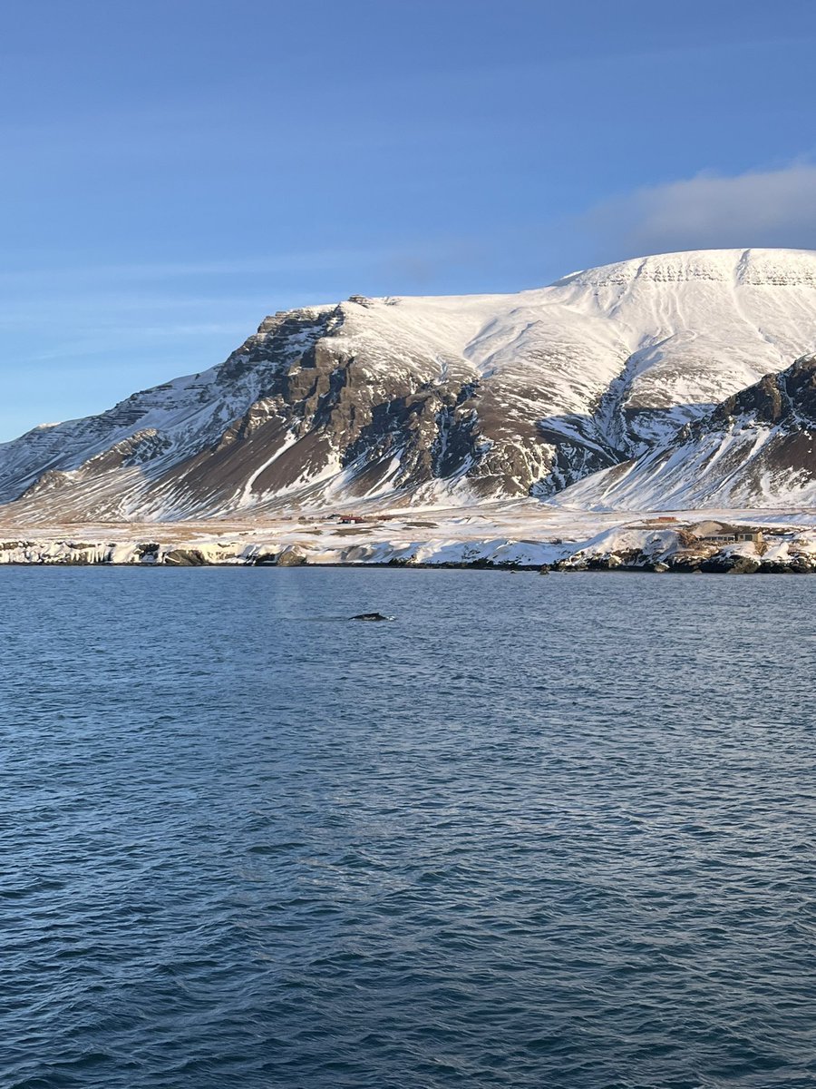 My soul is full after an incredible half term in Reykjavik. Just need to catch up on some sleep now before work tomorrow! 🇮🇸✨🐳 #halfterm #iceland #adventure