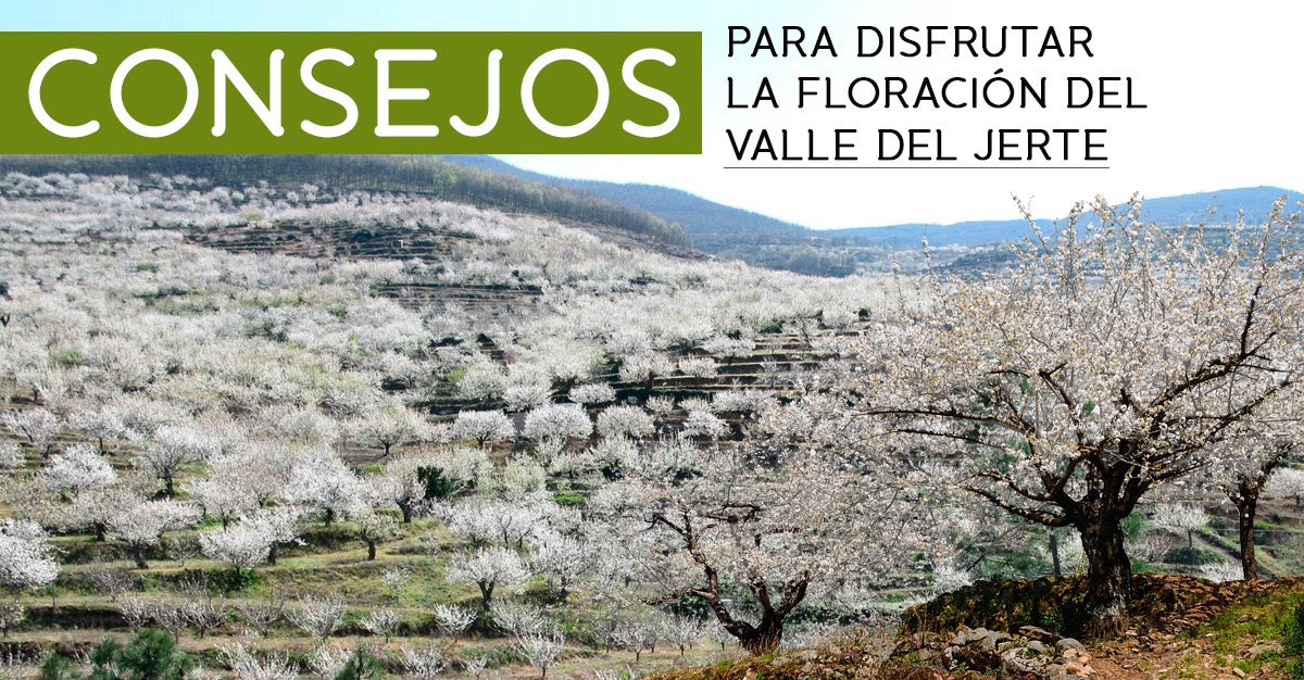 Valle del Jerte tweet media