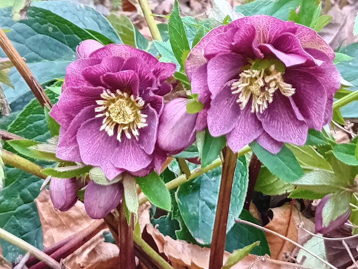 @BorderGardener That's a nice one. This double is one of my favourites in my garden
