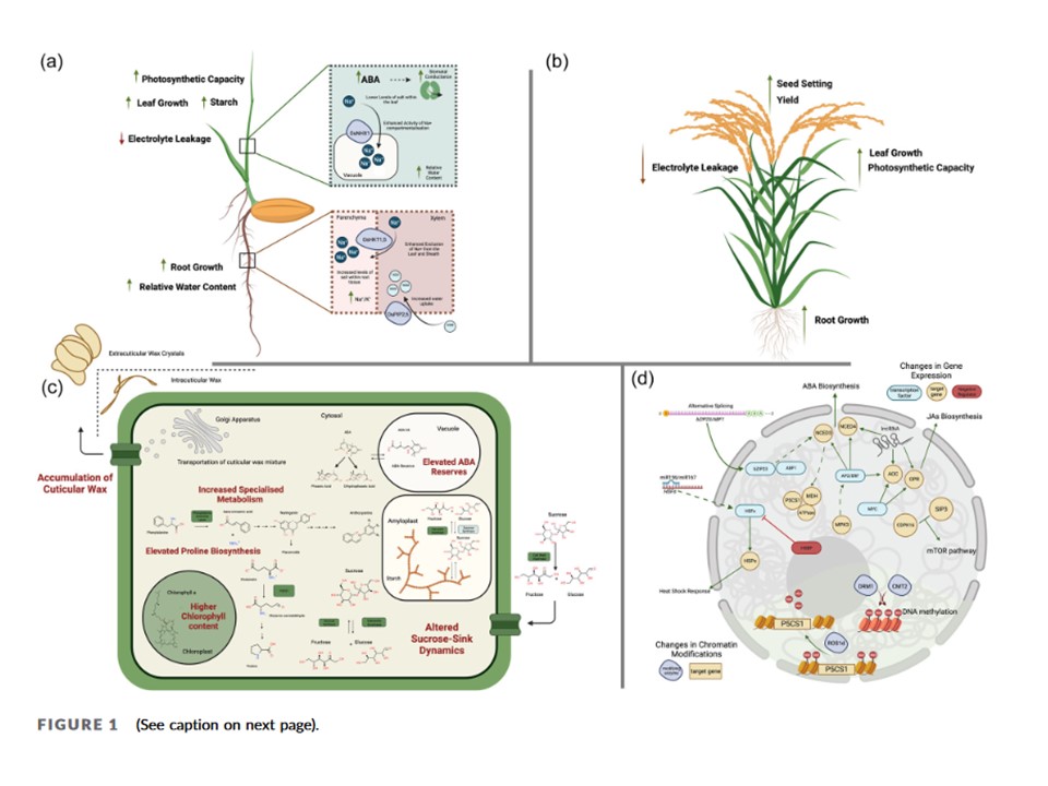 Sharing <a href="/Devotolab/">Alessandra Devoto</a> a true Team effort <a href="/RHULBioSci/">RHUL Biology</a> with <a href="/sa_ganie/">Showkat Ganie</a> and <a href="/nancy_mcmulkin/">Dr Nancy McMulkin</a> in <a href="/PlantCellEnvir/">Plant Cell & Environment</a> on ‘The role of priming and memory in rice environmental stress adaptation’ #PlantSci Read doi.org/10.1111/pce.14…