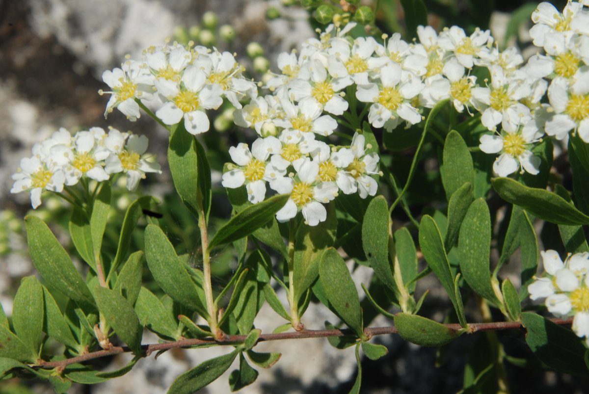 EvolPhyloDeb's tweet photo. The first, non-model plant #genome assembled in #Hungary by our team @DEgyetem: #Spiraea crenata, the first in tribe Spiraeeae of the #Rosaceae. We used hybrid assembly based on @oxfordnanopore &amp; @BGI_Genomics reads. Read the paper @ScientificData: https://t.co/LEstYjtQm0 https://t.co/Zz6RzJ0jIw