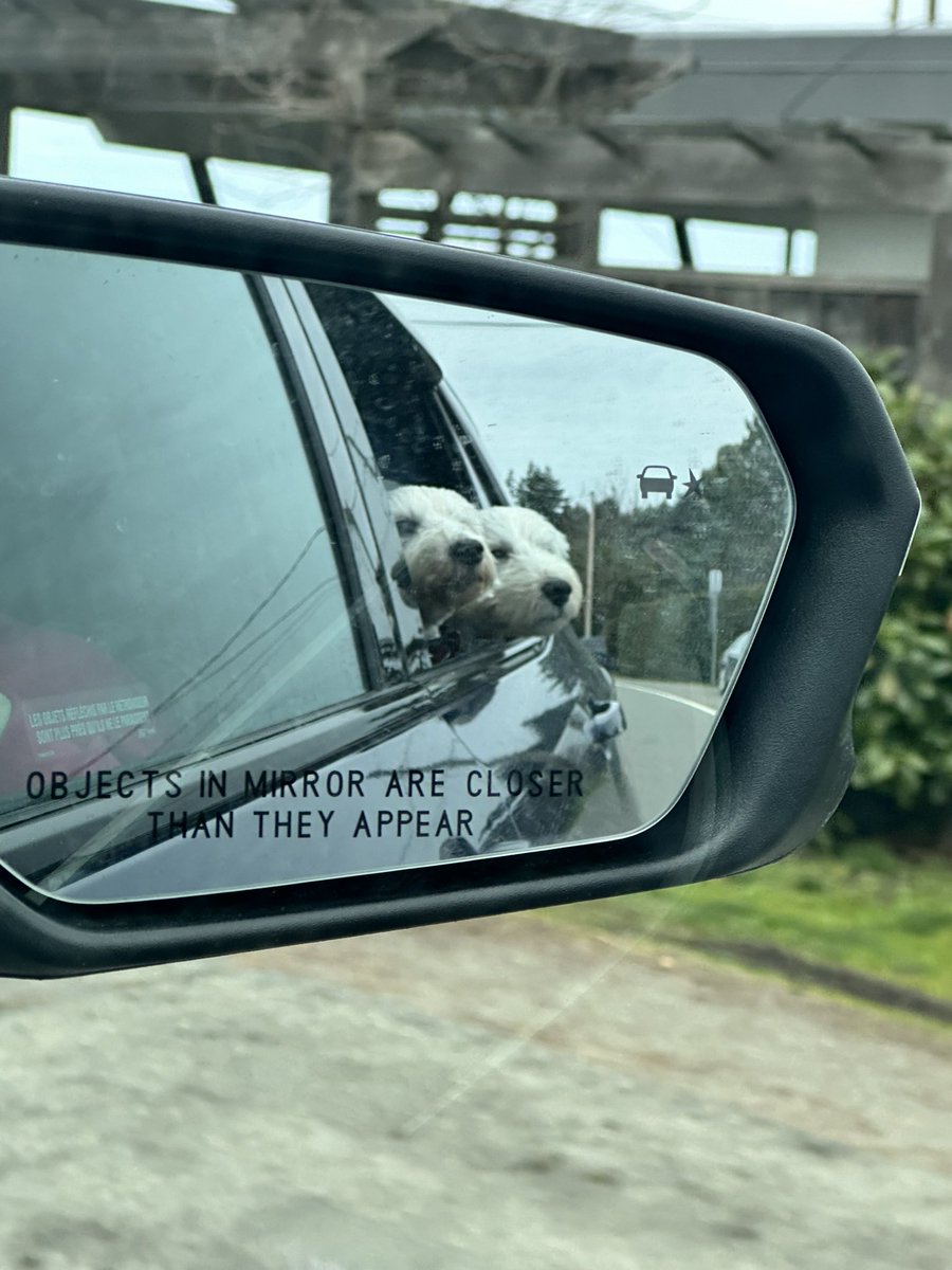 Weez going on westie-ventures. #westie #dogsoftwitter #roryandfraser
