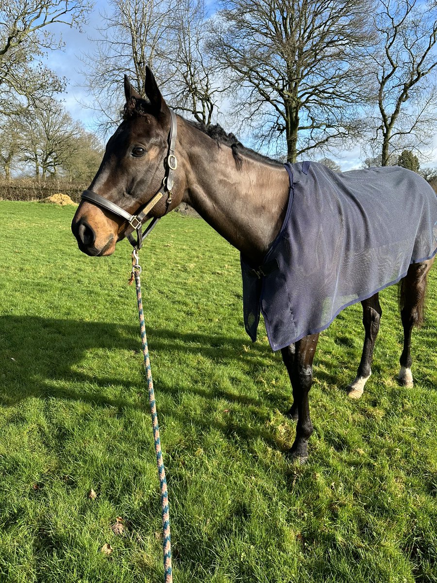 Bowerman excelling in his retirement. 🥉in his first dressage competition. Thank you <a href="/adomcguinness1/">Ado McGuinness Racing</a> for entrusting him to me and <a href="/varianstable/">Roger Varian</a> for introducing him to me #foreverhome #retiredracehorse <a href="/RoRlatest/">RoR</a>