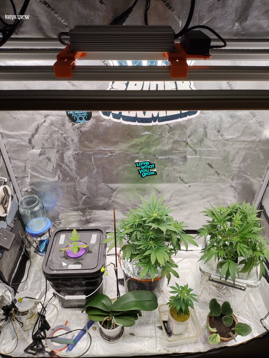 kriyagrow's tweet photo. @Fast_Buds
@spiderfarmerled
β’β’β’
β’β’
β’
#spiderfarmer #fastbuds #fastbudsgenetics #CannabisCommunity #WeedLovers https://t.co/TEWhKAliPO