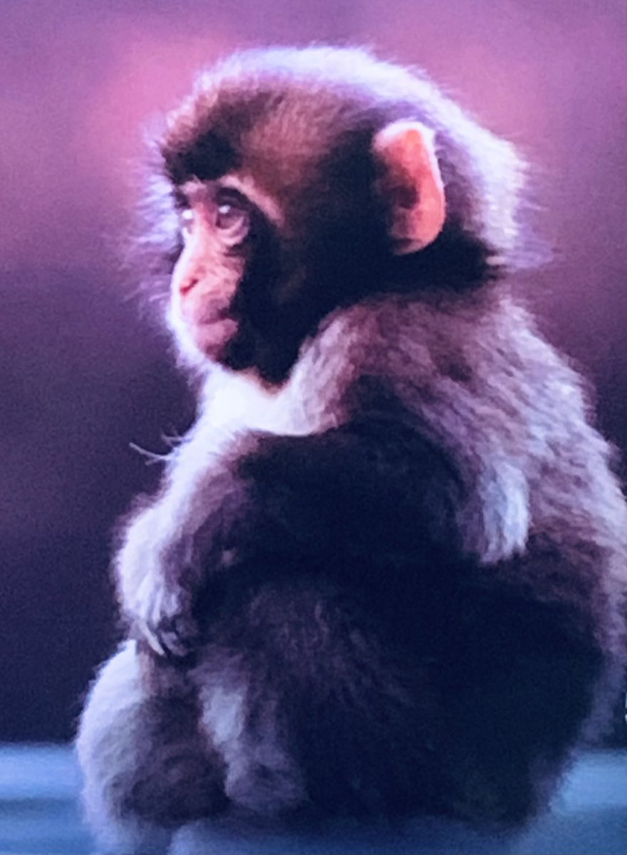 CoinMstrNFT's tweet photo. Why do humans live so much longer on average than our closest primate relatives, the chimpanzees, despite being 99% identical genetically? Why no one has ever help them? https://t.co/tdqJC9LpUy