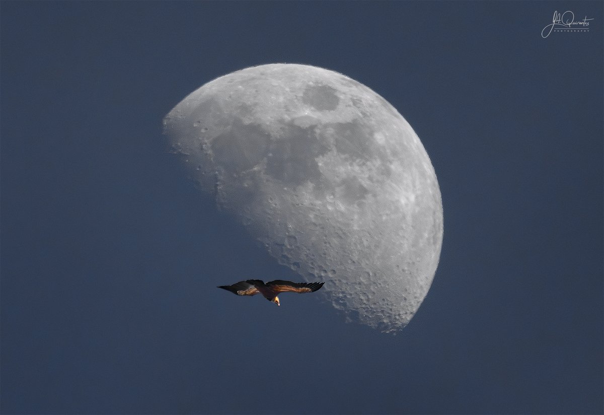 JoseAQuirantes's tweet photo. Buitres y Luna ayer 17-febrero-2024 desde la ermita de San Frutos, hoces del río Duratón (Segovia) https://t.co/Cl8o1uIx9R
