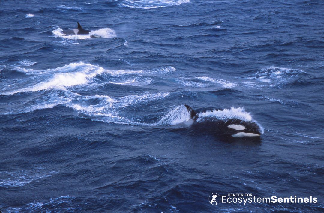 Happy World Whale Day🐳✨! At the Center for Ecosystem Sentinels, our mission is to advance the understanding and conservation of species that are sentinels of their ecosystem, which certainly includes whales! Photo credits: Dr. Dee Boersma