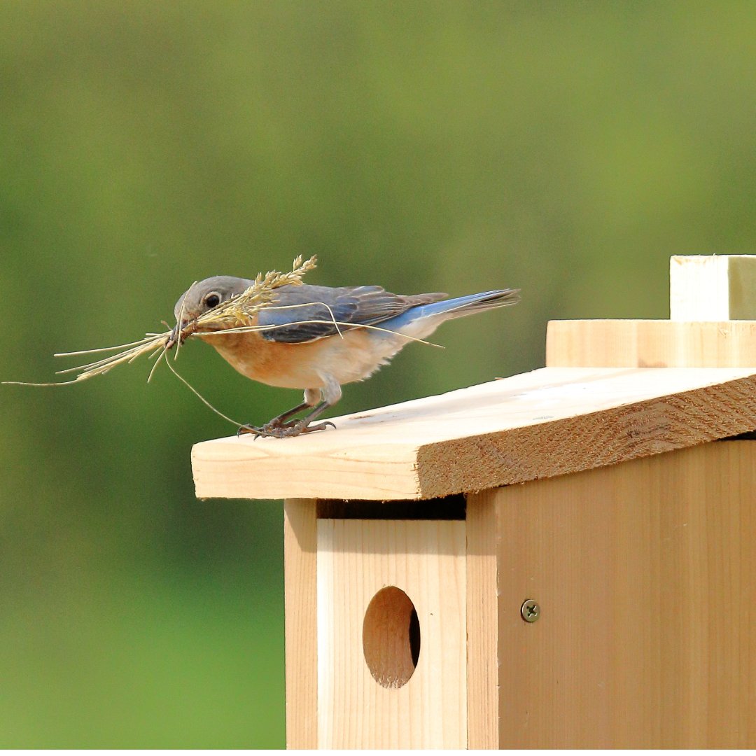 Michigan Audubon tweet media