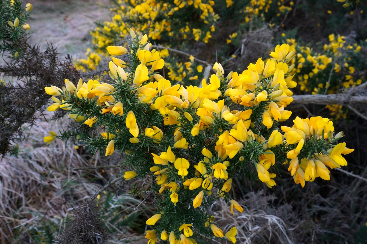RKW1899's tweet photo. #AlphabetChallenge #WeekG
A prickly one to finish with
G for Gorse https://t.co/bWbXf0Qwjx