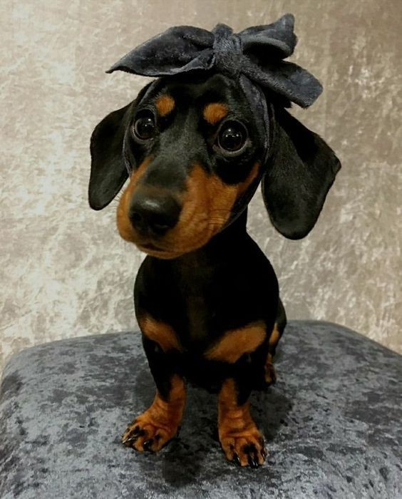 daschundlovers2's tweet photo. Aww 🥹🥹

#dachshund #doxie #dachshundlove https://t.co/TK9AO7R7mI