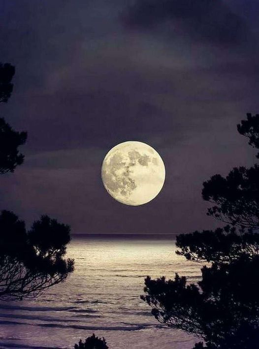 citrusfruit19's tweet photo. Peaceful night friends🎑🌕💜🌿🌊 https://t.co/7TCEupj14Q