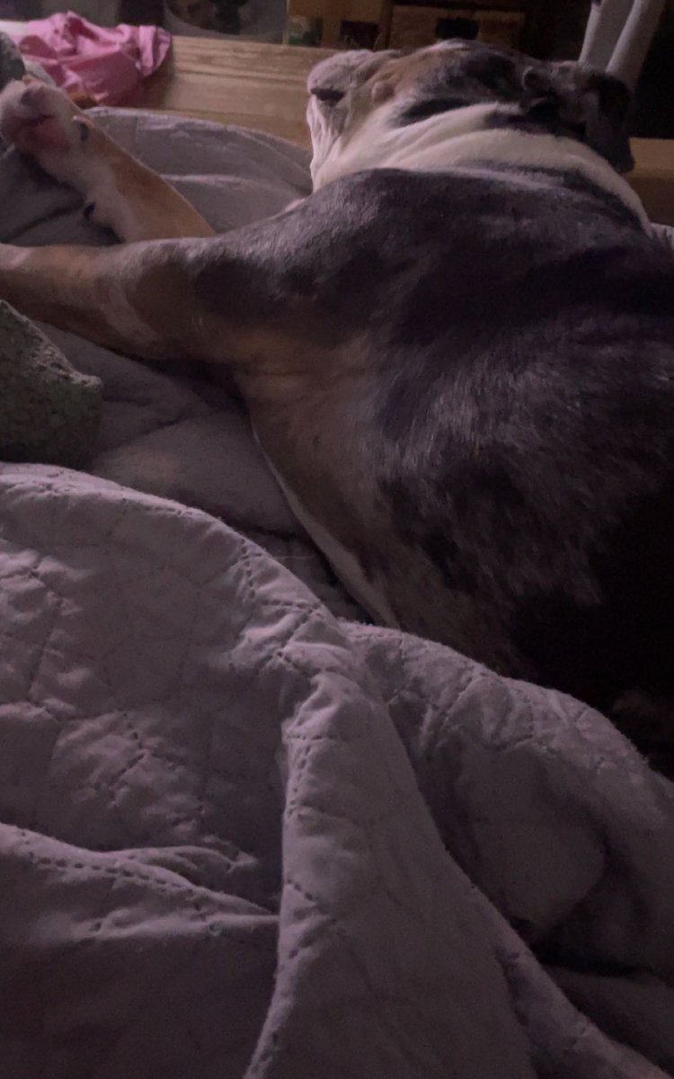 Watching the #BAFTAs 🙄 #fyp #bulldog #dogsofx