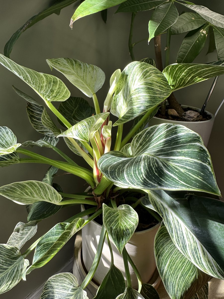 PottedPlants.org tweet media