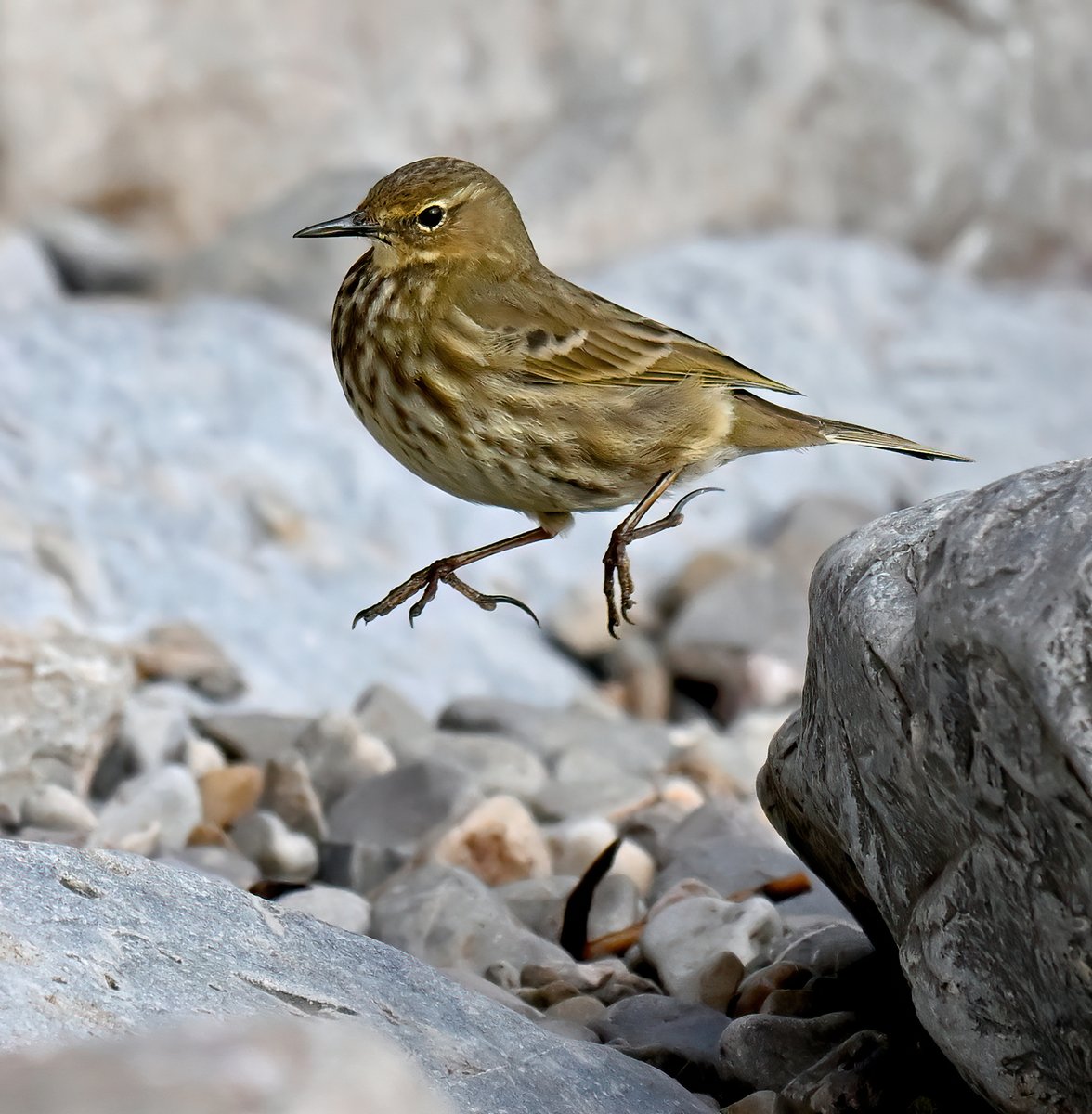 CarlBovisNature's tweet photo. Rock Pipit jumping off a rock... 😁
 Taken today at Brean Down in Somerset. 🐦 https://t.co/zdvAQUNy5L