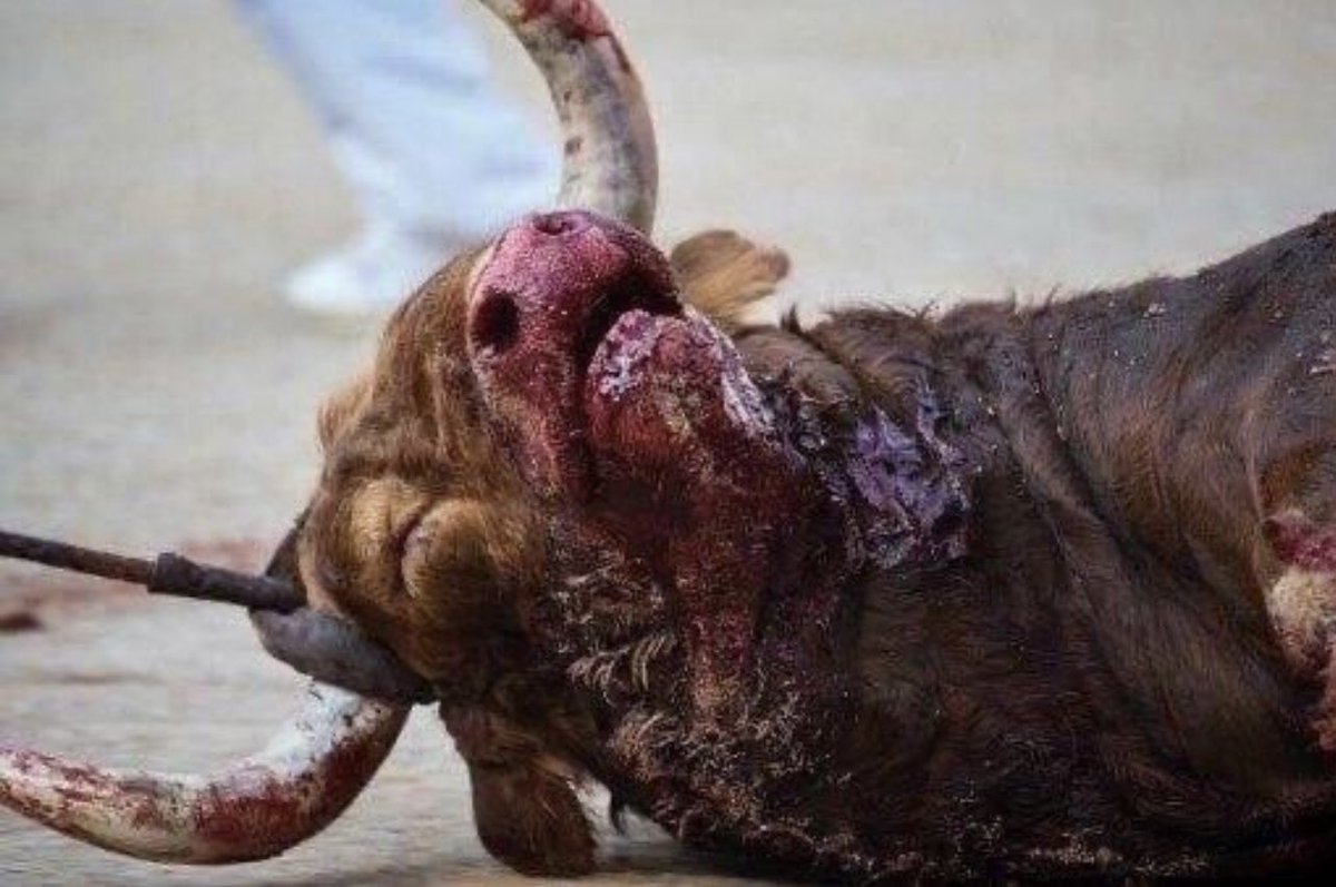 DavidFaitelson_'s tweet photo. ¿Listos, ya, para otra tarde de tortura y crueldad que unos inadaptados, salvajes y descerebrados ven como “fiesta”?
La “carnicería” de 40 mil personas en la Colonia Noche Buena… https://t.co/opuyNuJcey