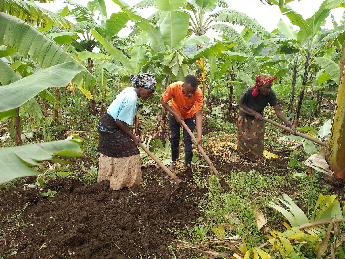 The best Agriculture practice bring more income to the farmers As @CorpsAfricaRda volunteer @rulindodistrict ,@MasoroSector, @kivugizaCell. @NyaruremboVillage we start to prepare for the season of Agriculture 'yield is not sudden but is planned'