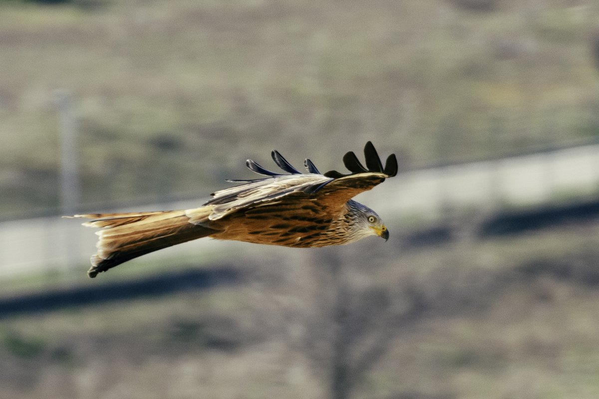 Punto_Sobrelai's tweet image. Algunas fotos de ayer en el mirador cerca de la cabecera de la pista 36L en Barajas #LEMD.  Fui a por aviones, pero también tuve la suerte de pillar este otro pájaro (milano real, Milvus milvus).