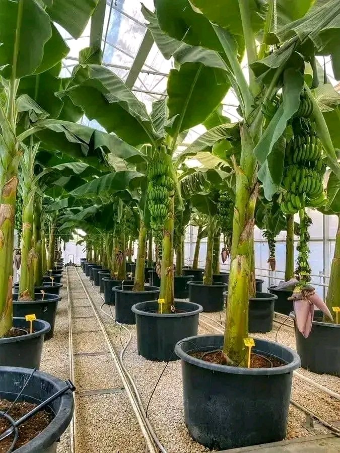 OkoroChukwuma12's tweet photo. For The Love Of Modern Banana Farming

Beautiful 💚 https://t.co/4G6QEPFn0b