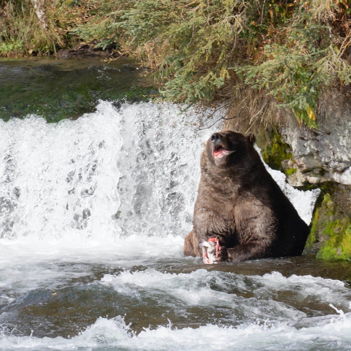 🐻 Bear 🍃 tweet media