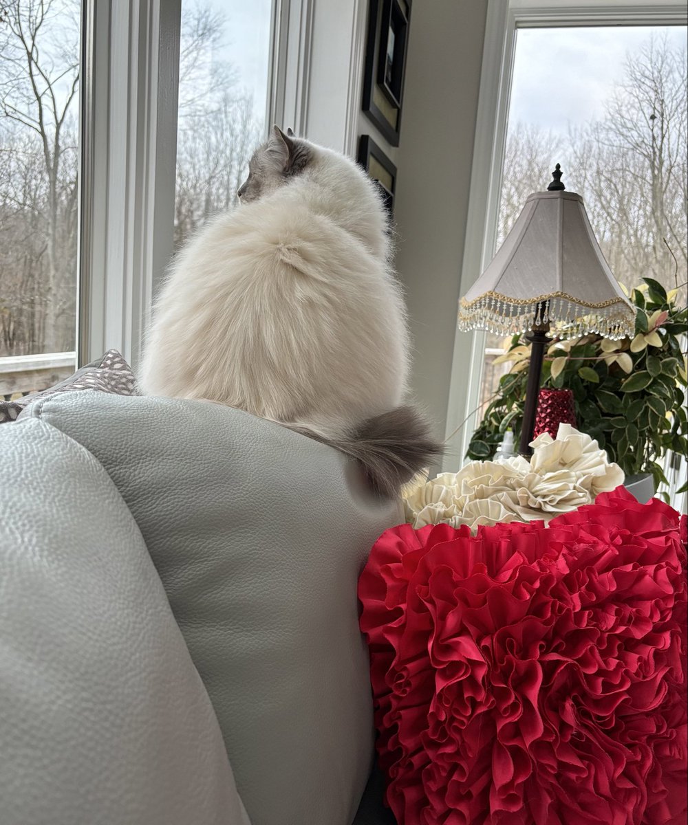 My #catblanketsunday slumber was disrupted by noisy birds in the yard - Cali is still sleeping so I’ll guard her &amp; Mama
♥️😘Ari😘♥️ #CatsOfX